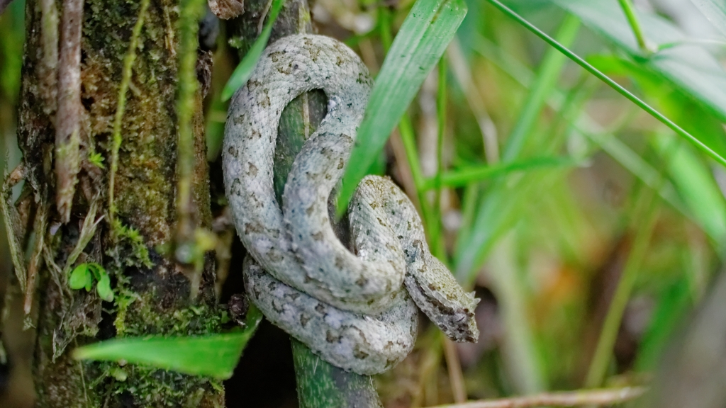 25 - Tortuguero NP (41).jpg